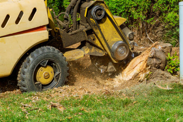  El Valle De Arroyo Seco, NM Tree Service Pros